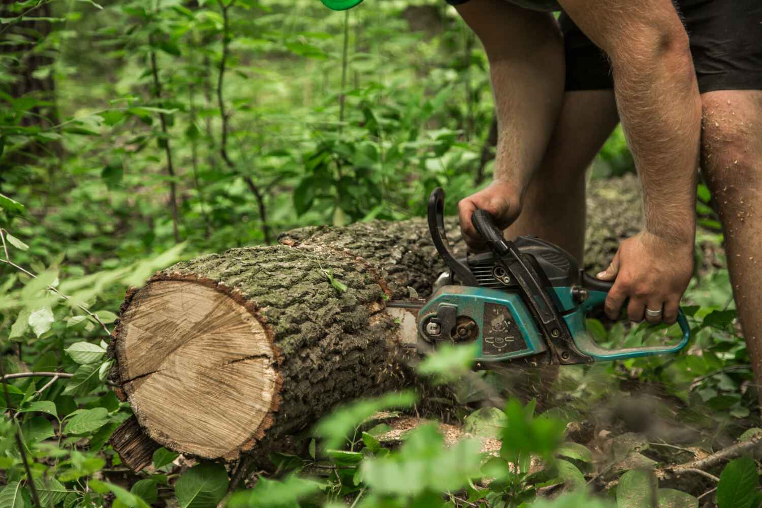 Best Tree Care Services  in Miami Lakes, FL